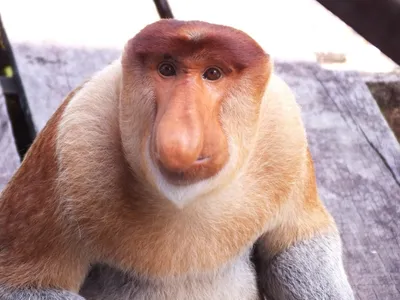 Самые смешные обезьяны с огромным носом. (Funny monkey). - YouTube