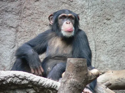 В екатеринбургском зоопарке поселились беличьи обезьяны из тропических  лесов - Российская газета