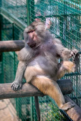 Топ-10 самых больших пород обезьян в мире | Интересные факты о кино | Дзен