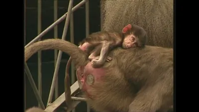 В Екатеринбургском зоопарке появились обезьяны саймири – Коммерсантъ  Екатеринбург