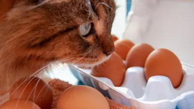 Правда ли, что в Китае производят искусственные яйца, которые скоро  появятся на прилавках магазинов? - Delfi RU