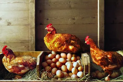 Куры снесли более 90 миллионов яиц в Тамбовской области за 9 месяцев | ИА  “ОнлайнТамбов.ру”