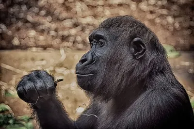 Бонобо - \"самая человеческая обезьяна\". Даже целуются как мы - \"с языком\".  Кстати, такими же розовыми губами | Поправки в Констатацию | Дзен