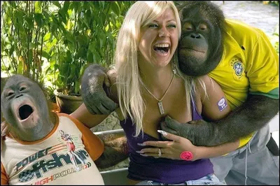 Bali смешной свои обезьяны Macaque с языка Стоковое Изображение -  изображение насчитывающей млекопитающее, серо: 18969785