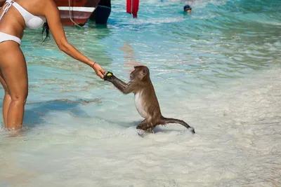 Сочинская обезьяна которая крадет золото при фотографии с ней | Дневник  Сочинца | Дзен