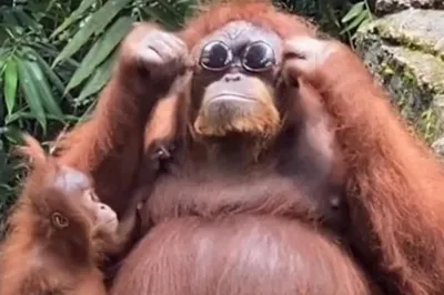 Злая обезьяна в очках ест банан» — создано в Шедевруме