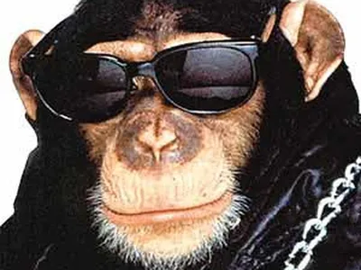 мужчина в темных очках одет в рубашку шимпанзе, прикольные картинки обезьян,  обезьяна, животное фон картинки и Фото для бесплатной загрузки