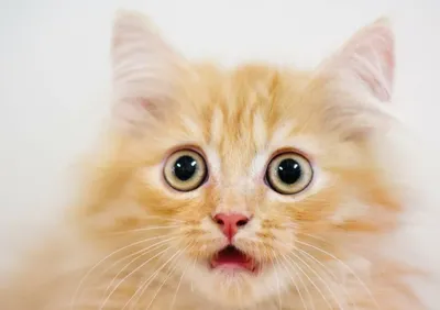 20 смешных фото котов, которые обиделись на своих хозяев