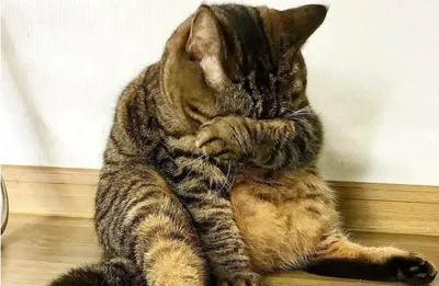 10 фото-доказательств того, что нет недовольнее питомца, чем обиженный кот  | Животный Мир | Дзен