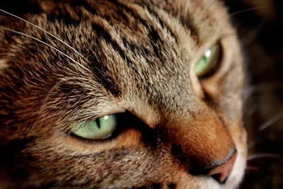 Обиженный кот, вид сзади, noir-…» — создано в Шедевруме