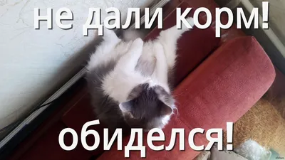 Коты, которые обиделись на своих хозяев » BigPicture.ru