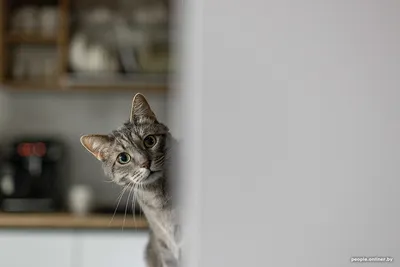 14 смешных фото котов, которые обиделись на своих хозяев