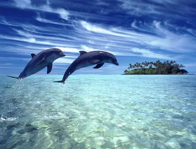 Дельфины - Фотообои на заказ в интернет магазин arte.ru. Заказать обои  Дельфины Арт - (1613)