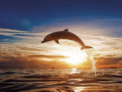 Фотообои Красивый дельфин на стену. Купить фотообои Красивый дельфин в  интернет-магазине WallArt