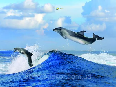 Фото Обои \"Дельфины на волнах 2\" - Любой размер! Читаем описание!  (ID#1215899298), цена: 420 ₴, купить на Prom.ua