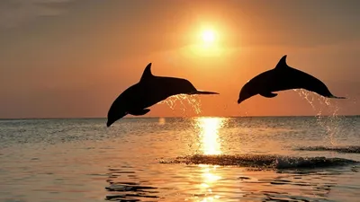 Скачать 1920x1080 дельфины, прыжок, пара, закат, море обои, картинки full  hd, hdtv, fhd, 1080p