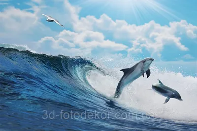 Фото Обои \"Дельфины и чайка\" - Любой размер! Читаем описание!  (ID#1215899154), цена: 420 ₴, купить на Prom.ua