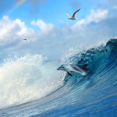 3D Фото Обои с Дельфинами под индивидуальный размер! Любое изображение!  Индивидуальный размер! Используем различные фактурные текстуры.