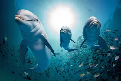 Animals wallpaper iPhone | Dolphins, Ocean animals, Ocean life