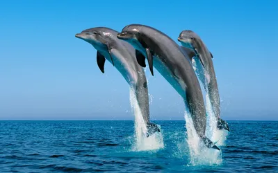 Обои на телефон красивые дельфины - 66 фото