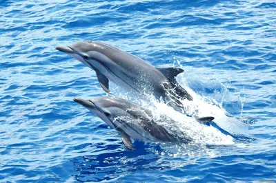 Пользовательские наклейки на пол обои дельфины танец подводный мир 3D  стерео гостиная самоклеющиеся пол paintin | AliExpress