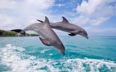 Обои Дельфины Животные Дельфины, обои для рабочего стола, фотографии  дельфины, животные, вода Обои для рабочего стола, скачать обои картинки  заставки на рабочий стол.