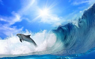 обои Дельфины wallpaper dolphins