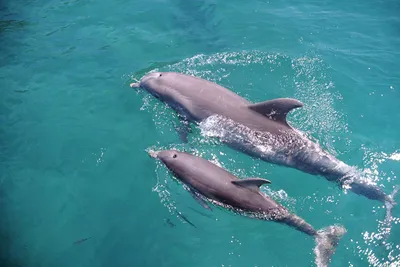 серый дельфин выпрыгивает из воды из-за волн. обои морских животных.  Иллюстрация штока - иллюстрации насчитывающей генеративно, потеха: 270985848