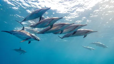 Обои Дельфин, водоем, подземные воды, жидкий, природа на телефон Android,  1080x1920 картинки и фото бесплатно
