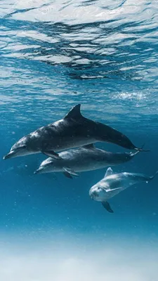Обои на телефон | Подводные фотографии, Дельфины, Морское искусство