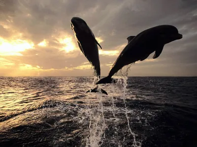 Обои с дельфином, 3D-обои с дельфинами для плавания в океане, детские обои  для детской спальни | AliExpress