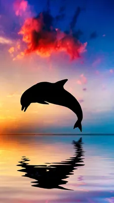 Дельфины в голубой воде - обои для рабочего стола, картинки, фото
