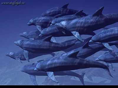 Фотообои «Подводный мир с дельфинами»