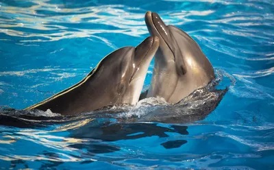 Дельфин обои на телефон - 63 фото