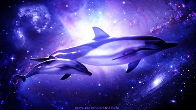 обои Дельфины wallpaper dolphins