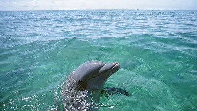 Подводные Обои Дельфином Тропическими Рыбами Векторная Иллюстрация  Векторное изображение ©CaroDi 188313272