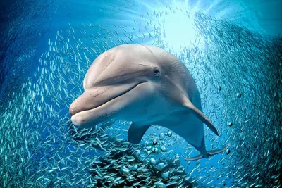 Скачать обои Подводный мир Robert Wyland, дельфины, путешественники океана  на рабочий стол 800x600