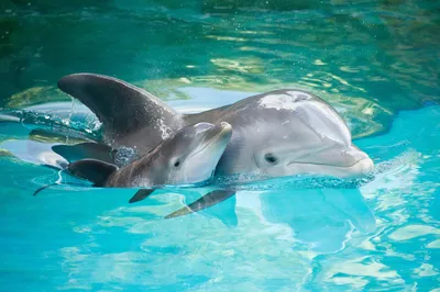 21+ Дельфин обои на телефон от pavel01