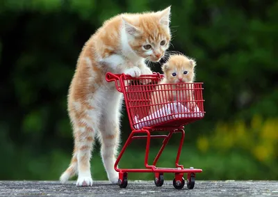 Очаровательные и очень милые котята-малышата в добрые руки – купить с рук,  город Санкт-Петербург