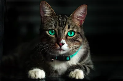 Скоттиш-фолд (Шотландская вислоухая кошка) - «Самые милые котики/ честный  отзыв о породе скоттиш фолд. Как не наткнуться на мошенников?» | отзывы