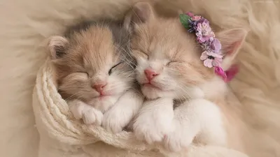 Самые милые котята. | Interesting news | Дзен