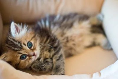 Кот по кличке Кот 👌🏻 ⠀ Очень милые котики породы скоттиш-фолд или  шотландские вислоухие 😻 ⠀ А знаете почему у них такие забавные… | Instagram