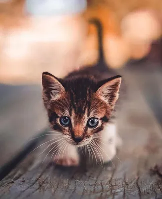 Очень милые мультяшные котята - 69 фото