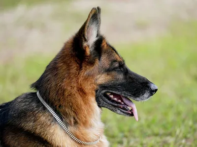 Охотничьи собаки: какие бывают виды и породы? - GPS ошейники для домашних и охотничьих  собак - Электронные ошейники для дрессировки и охоты - Каталог статей -  AMAZIN.SU