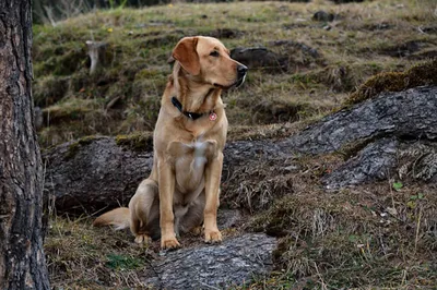 Охотничьи собаки: породы, разновидности, названия и фото - YouTube