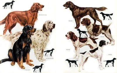 Средний размер установленных пород собаки, больших и Иллюстрация вектора -  иллюстрации насчитывающей любимчик, указатель: 112769634
