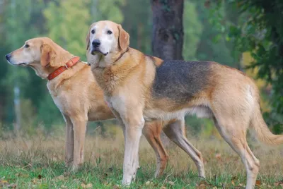 Топ-10 лучших охотничьих пород собак в разных номинациях. | 🐾DOG WORLD🐾 |  Дзен