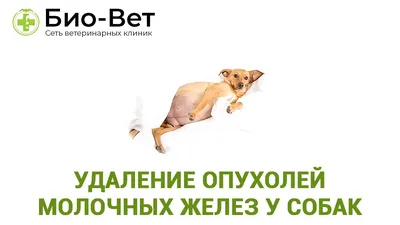 Лечение опухолей животных в ветцентре Воронцова Москва