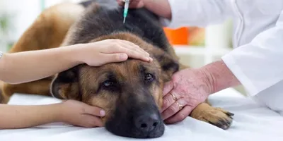 Удаление опухолей молочных желез у собак. Ветеринарная клиника Био-Вет. -  YouTube
