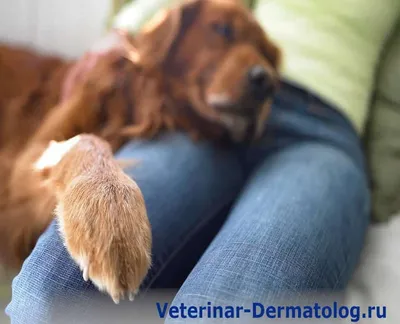 Опухоль молочной железы с распадом у собаки